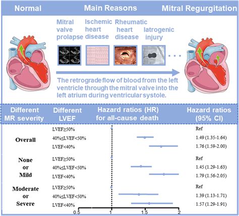 lvef 60-65|left ventricular ejection fraction lvef.